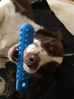 Dog Training Bumber / Boat Bumper