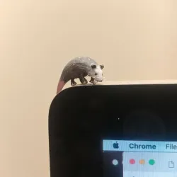 Opossum