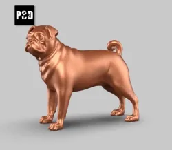 Pug Dog Pose 01