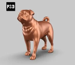 Pug Dog Pose 02