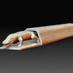 Alligator