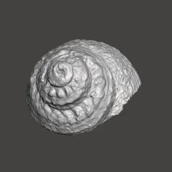 seashell seashell