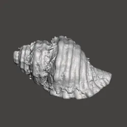 SEASHELL SEASHELL