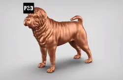 Shar Pei Dog Pose 02