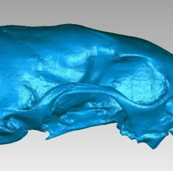 Skull of a stone marten (Martes foina)