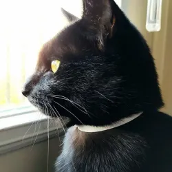 Cat collar v3