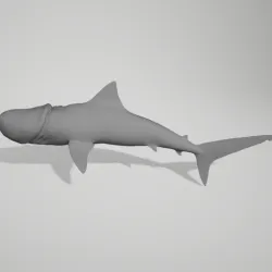shark dick
