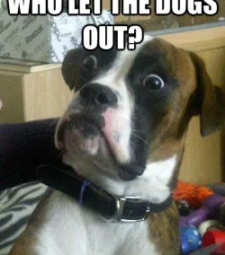Who Let the Dogs Out?
