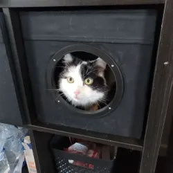 ikea kalax box for cat