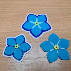 Myosotis