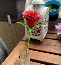 Rose, stem and Sepals - Rose, tige et sépales - Rosa, tallo y sépalos