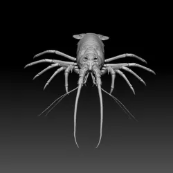 Crab