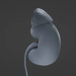 Human Kidney