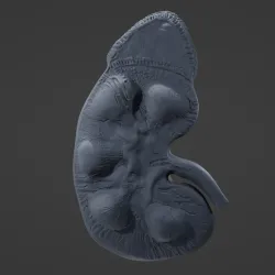 Kidney anatomy