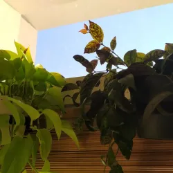 Window plant pot hook