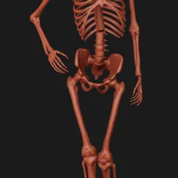Bone