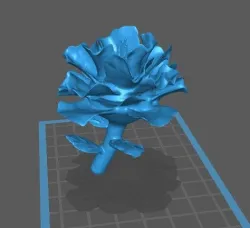 Flower - Fiore