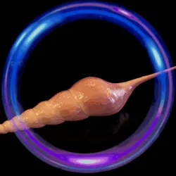 Fusus sea shell. fusus sea shell