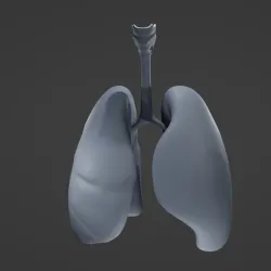 Human Lungs
