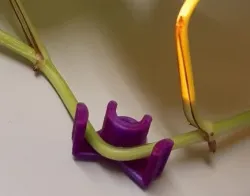 LST clips low stress plant bend