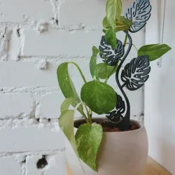 Monstera Leaf Trellis