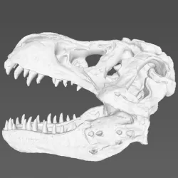 Dinosaur Skull（scanned by Revopoint MINI）