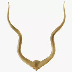 Authentic Kudu Horn Pair 3D model
