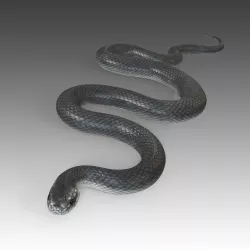 Black Mamba Rigged Low-poly  3D model