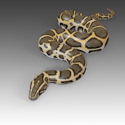 burmese python setup 3D Models | Page 1 | STLFinder