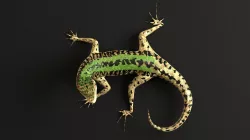 Green Lizard- Podarcis Sicula Low-poly  3D model