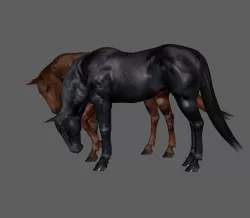 Horses 3D model