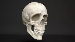 human skull  3D model