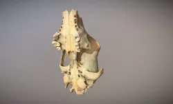 photorealistic high poly animal skull 3D model
