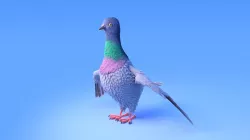 Pigeon with feather system - Cartoon style 3D model
