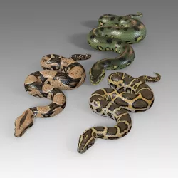 Pythons Vol 1 Rigged Low-poly  3D model