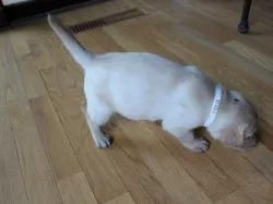 Simple Collar