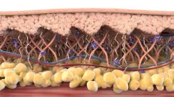 Skin Cross Section Healthy 3D model