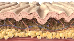 Skin Cross Section Wrinkled 3D model