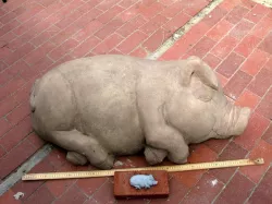 Sleeping Pig