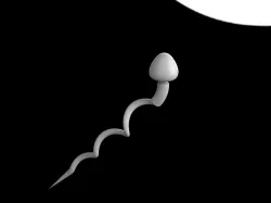 Sperm and egg