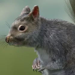 squirrel  3D model