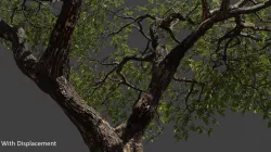 Tree  3D model