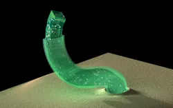Parasite / Virus