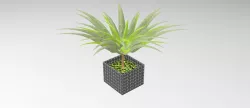 POT PLANTE