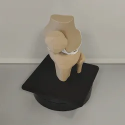Human knee with support (Scale 1:1)