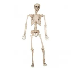 Human Skeleton
