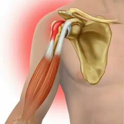 Humerus
