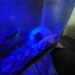 Alien fish hide