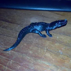 Alligator