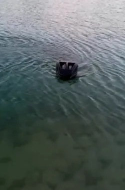 carp fishing bait boat